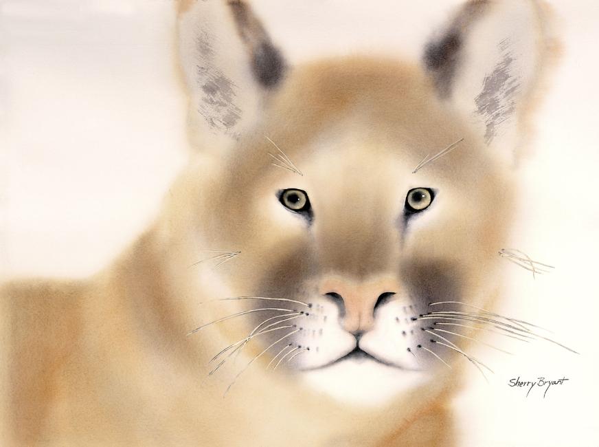Mountain lions. Spectacular Spirit Animal Prints by acclaimed animal artist  Sherry Bryant.